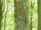 надпись на дереве на отм. 924,1 м