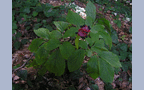 Пион кавказский (Paeonia caucasica) - фото плода

