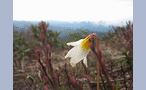 Кандык Кавказский (Erytronium caucasicum)

