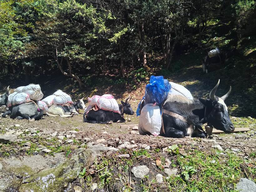 Парк "Сагарматха". Трек "Три перевала", на пределе физических сил.