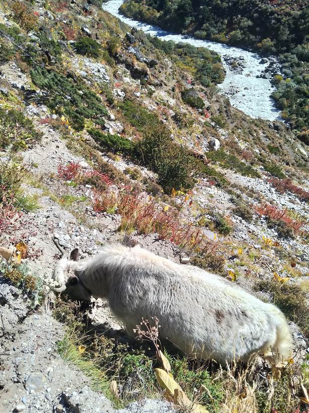 Парк "Сагарматха". Трек "Три перевала", на пределе физических сил.