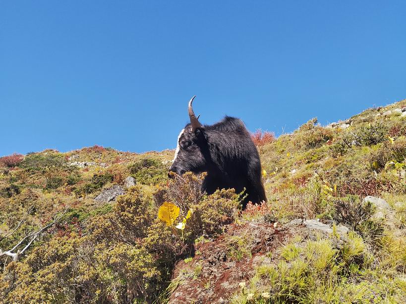 Парк "Сагарматха". Трек "Три перевала", на пределе физических сил.