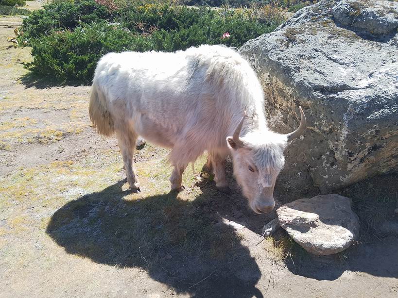 Парк "Сагарматха". Трек "Три перевала", на пределе физических сил.