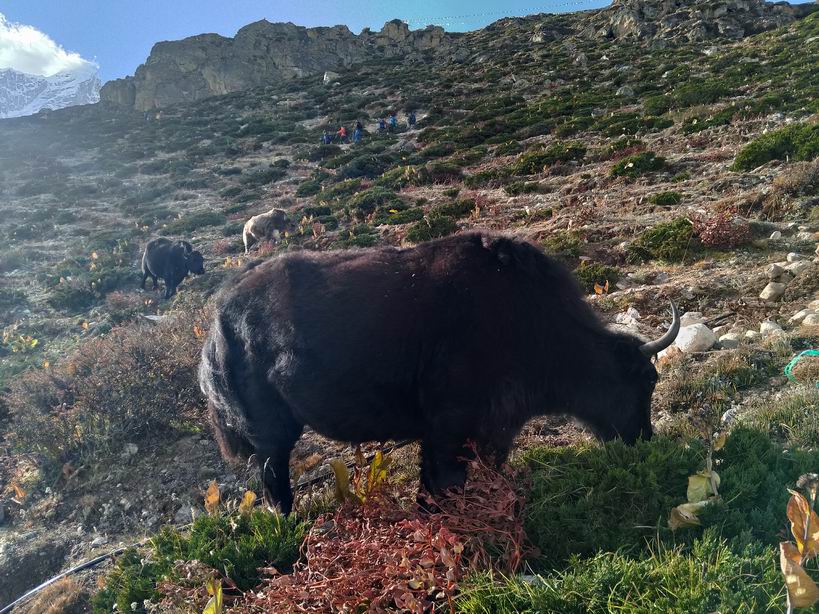 Парк "Сагарматха". Трек "Три перевала", на пределе физических сил.